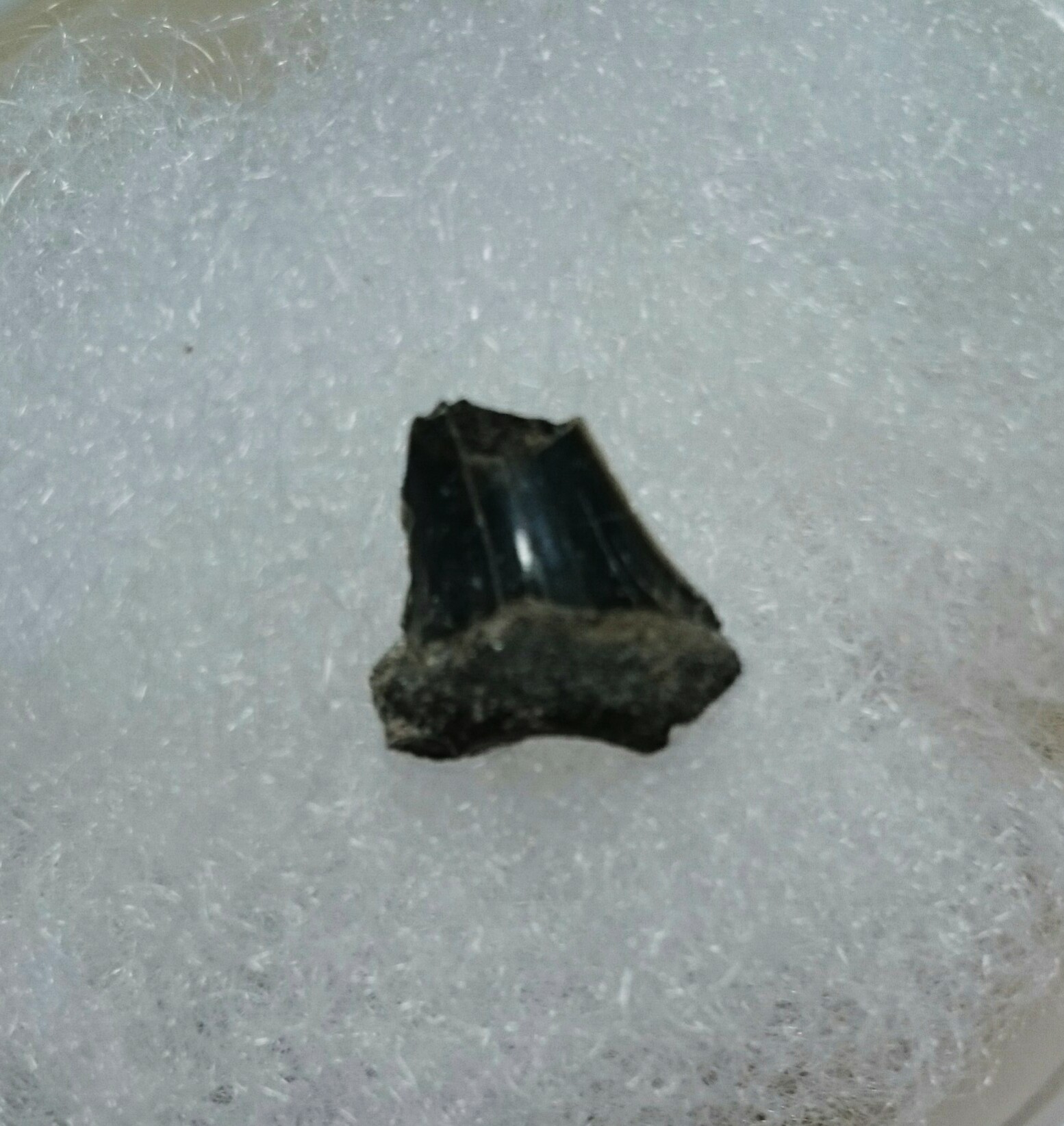 サメの歯の化石